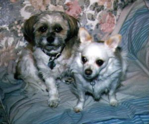 Missy and Taffy