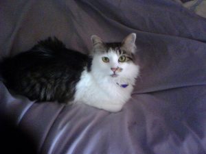 Smudge